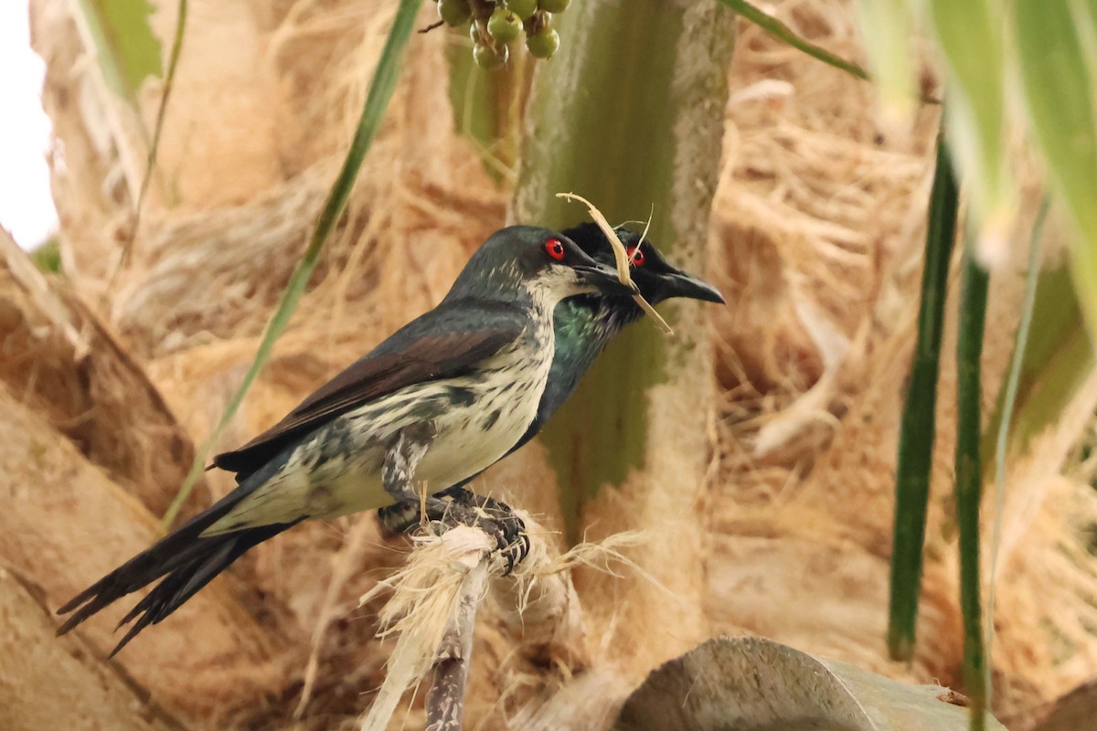 Metallic Starling - ML646599967