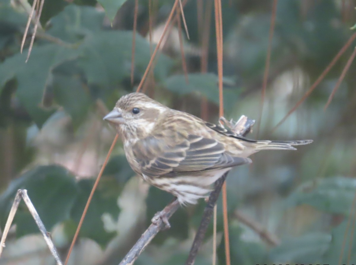 Purple Finch - ML646599968