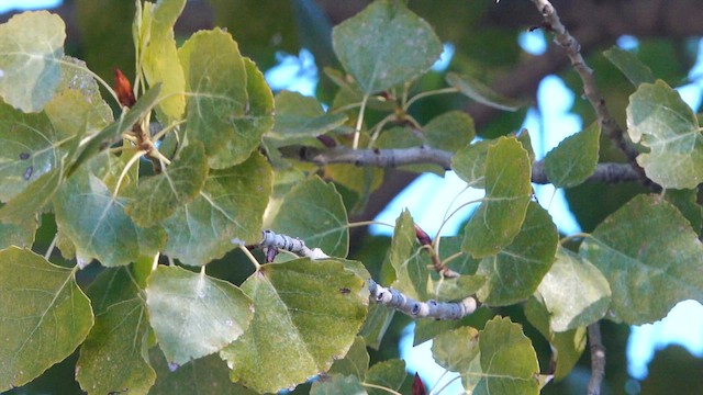 Пісняр північний - ML646599969