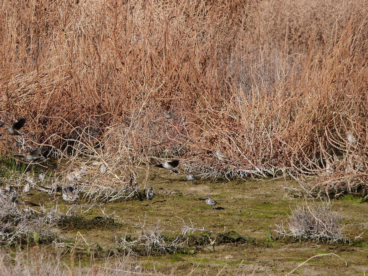 Lark Bunting - ML646599970