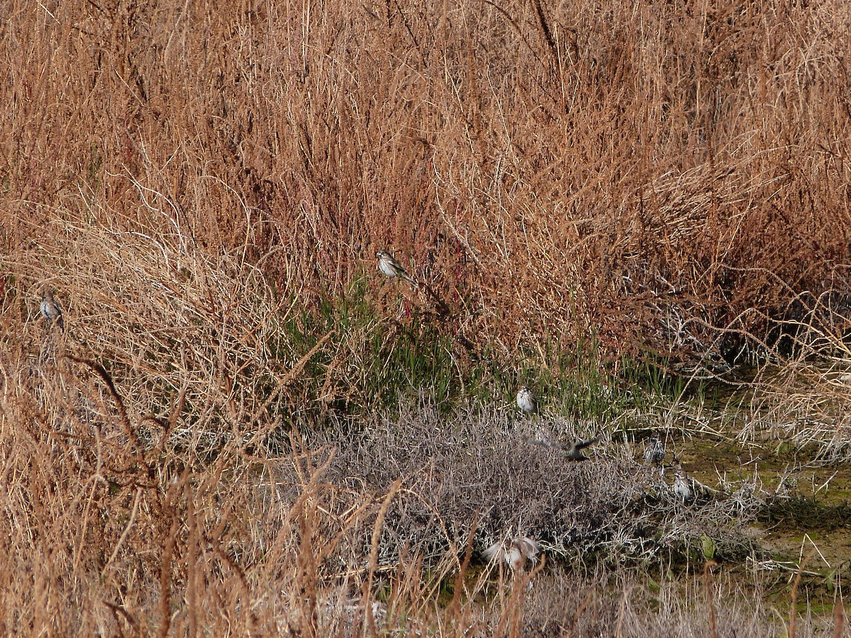 Lark Bunting - ML646599973