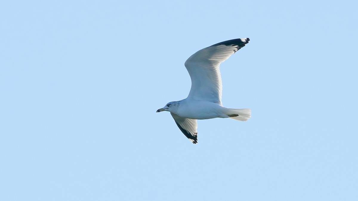 Delawareko kaioa - ML646599974