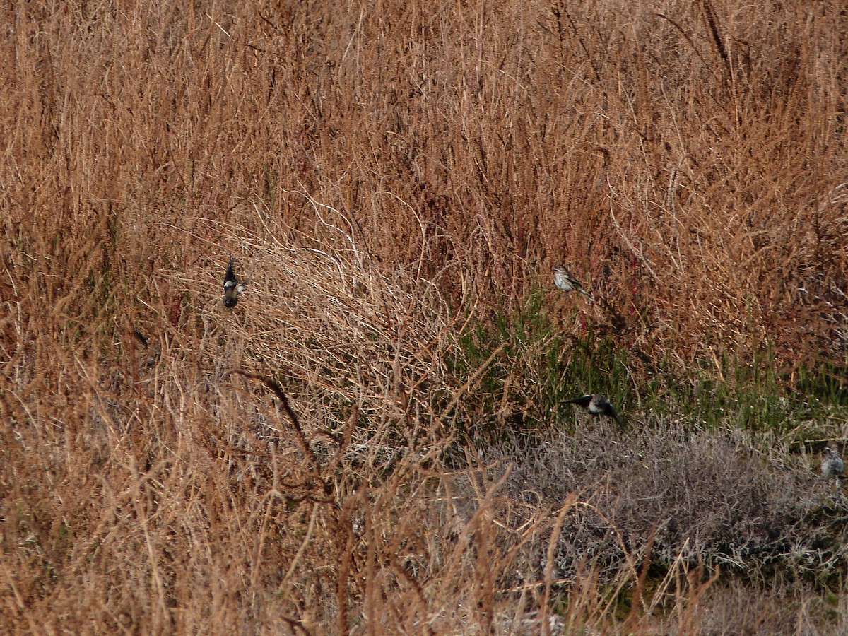 Lark Bunting - ML646599975