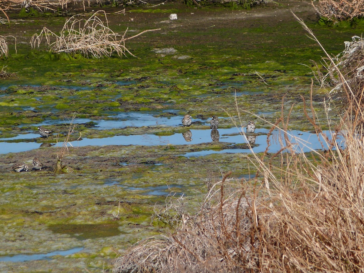 Lark Bunting - ML646599977