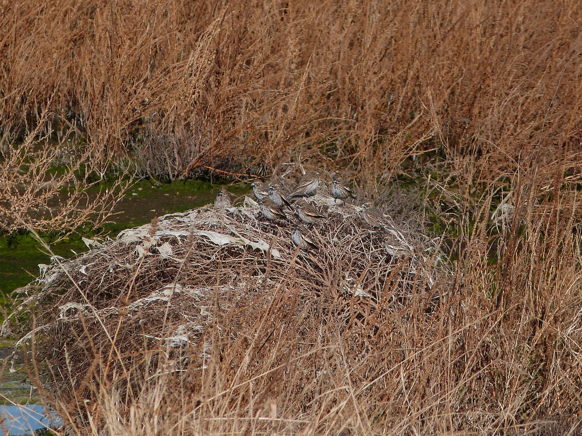 Lark Bunting - ML646599978