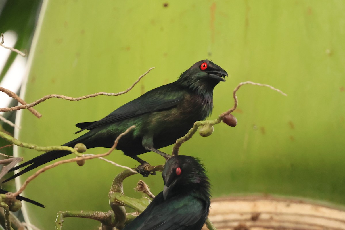 Metallic Starling - ML646599979