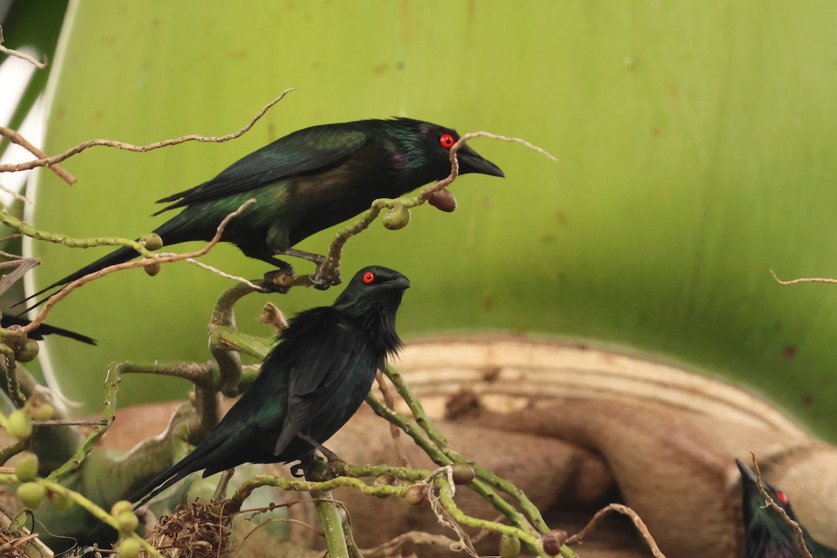 Metallic Starling - ML646599980