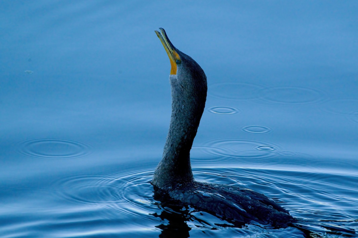 Ubarroi belarriduna - ML646599981