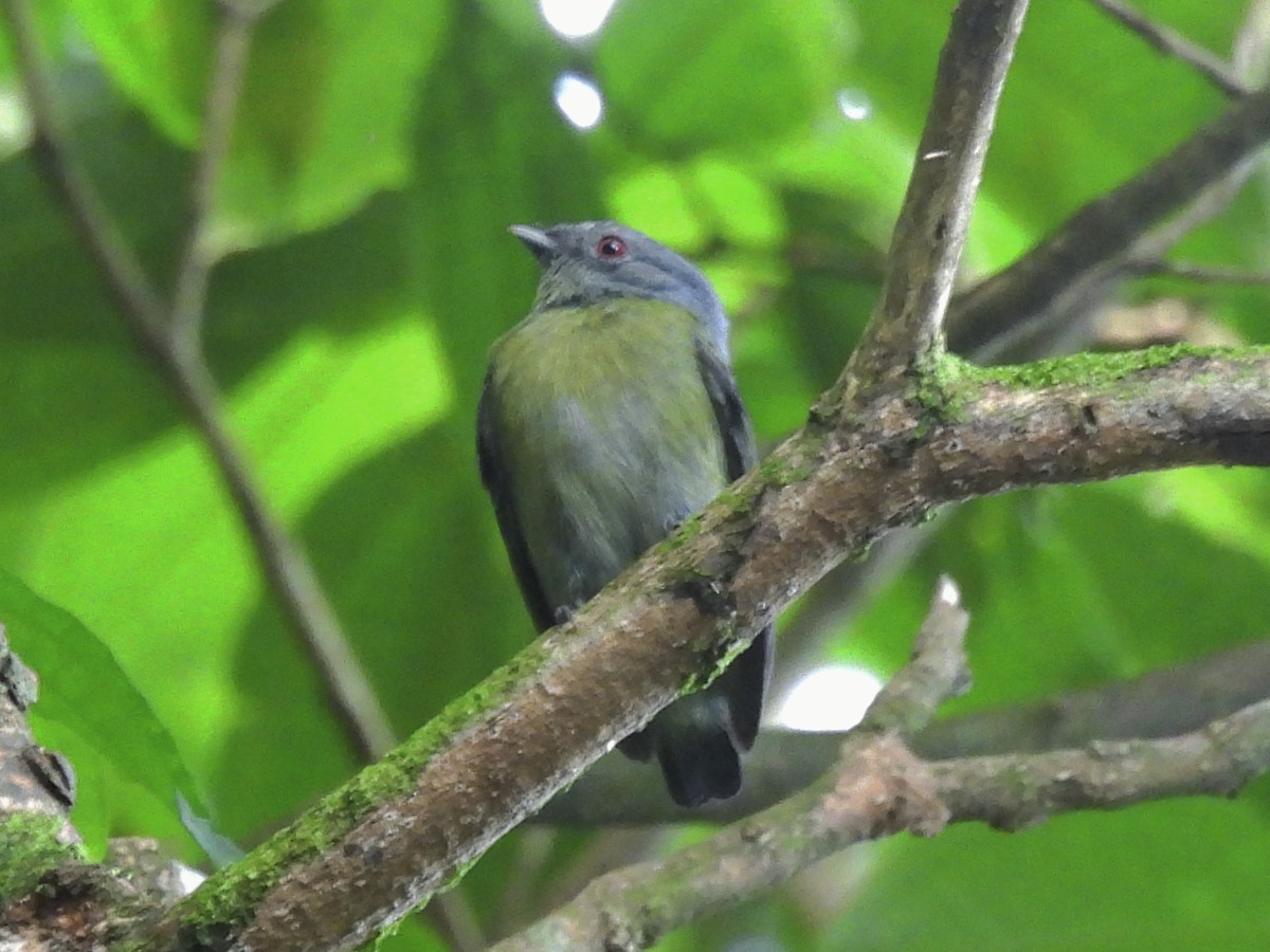 Weißscheitelpipra - ML646599982