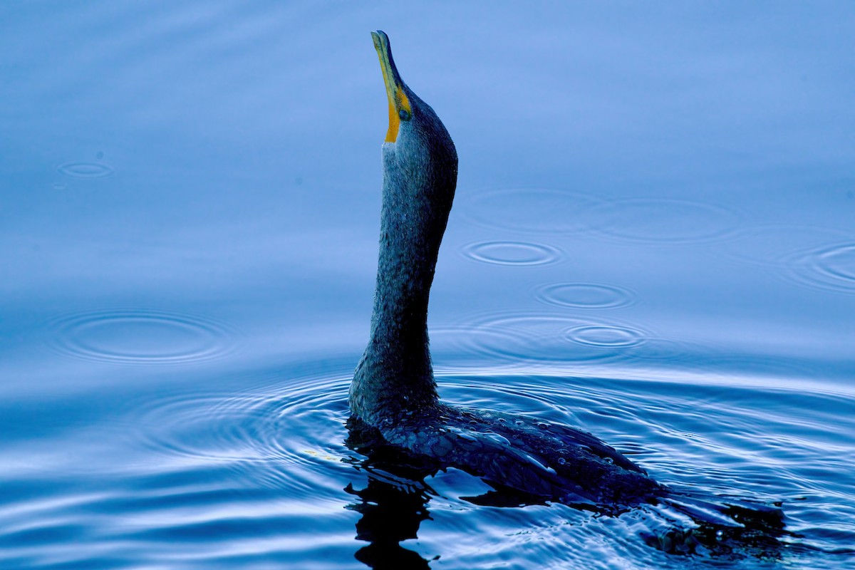 Ubarroi belarriduna - ML646599983