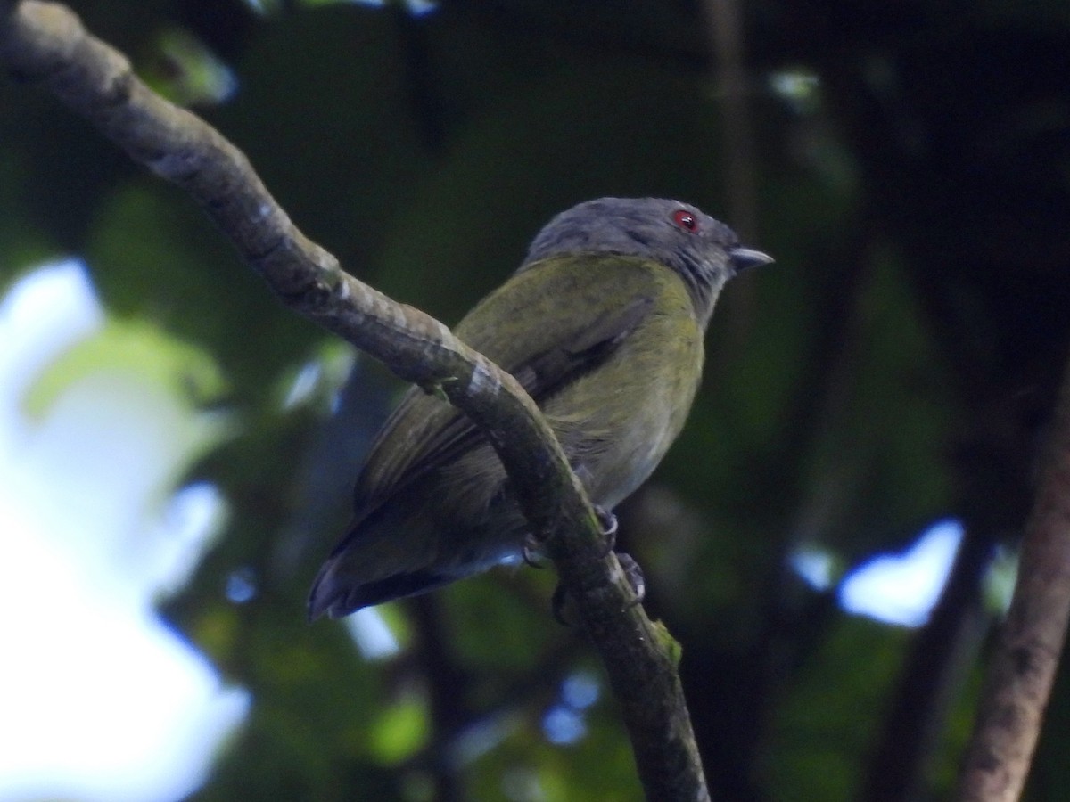 Weißscheitelpipra - ML646599984