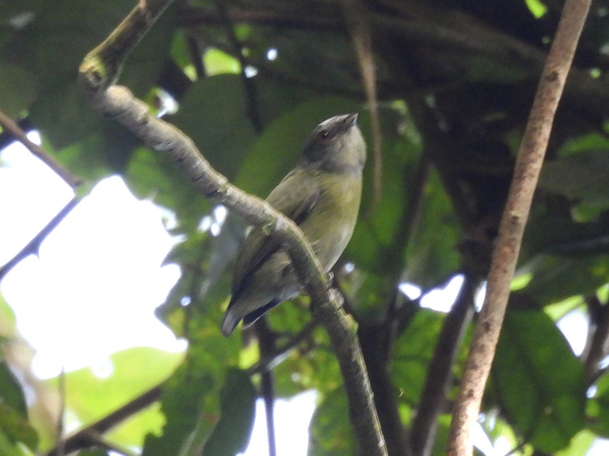 Weißscheitelpipra - ML646599985