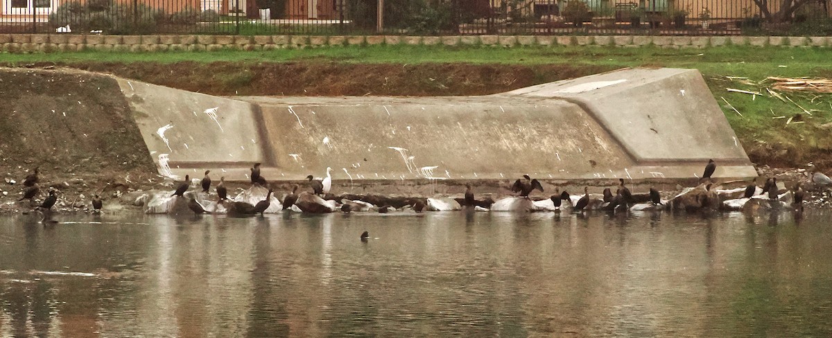 Double-crested Cormorant - ML646599988