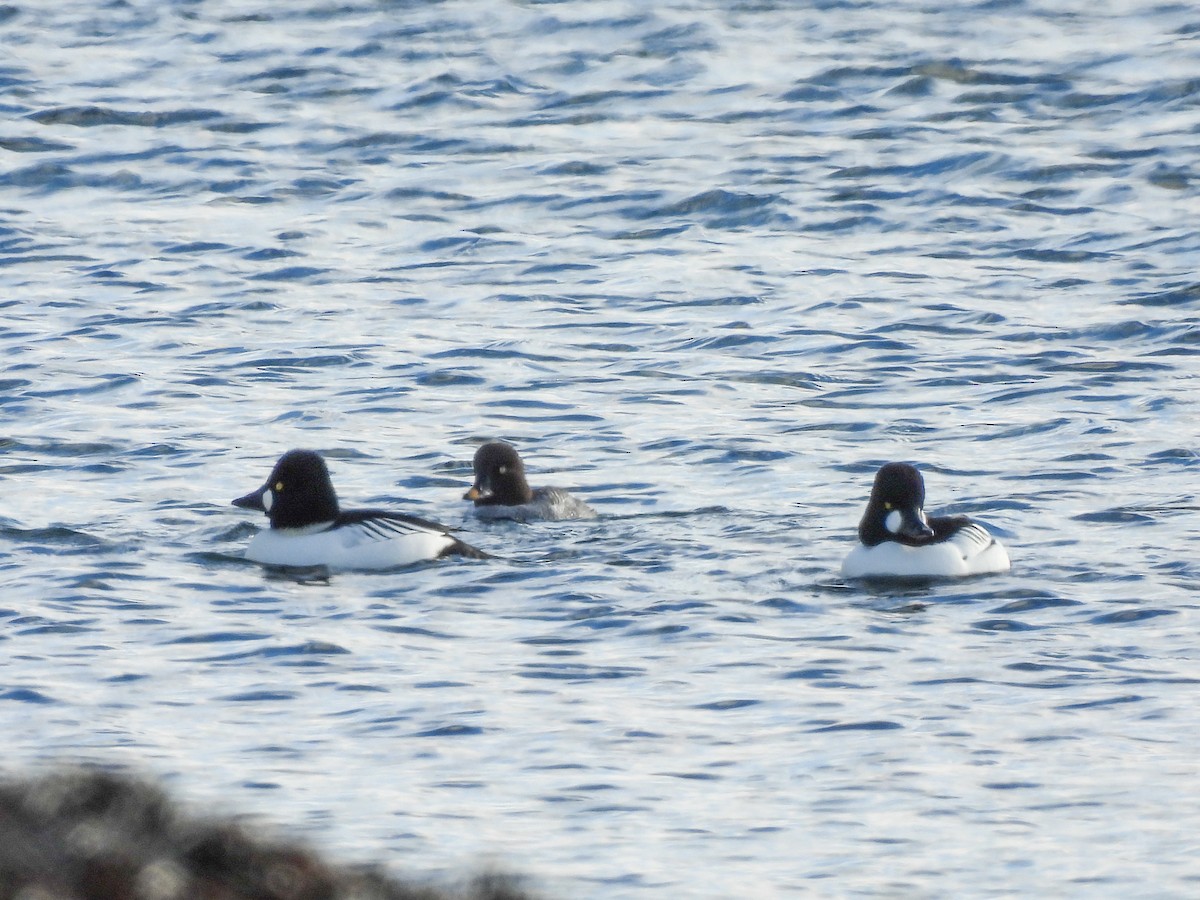עבראש ירוק - ML646599990