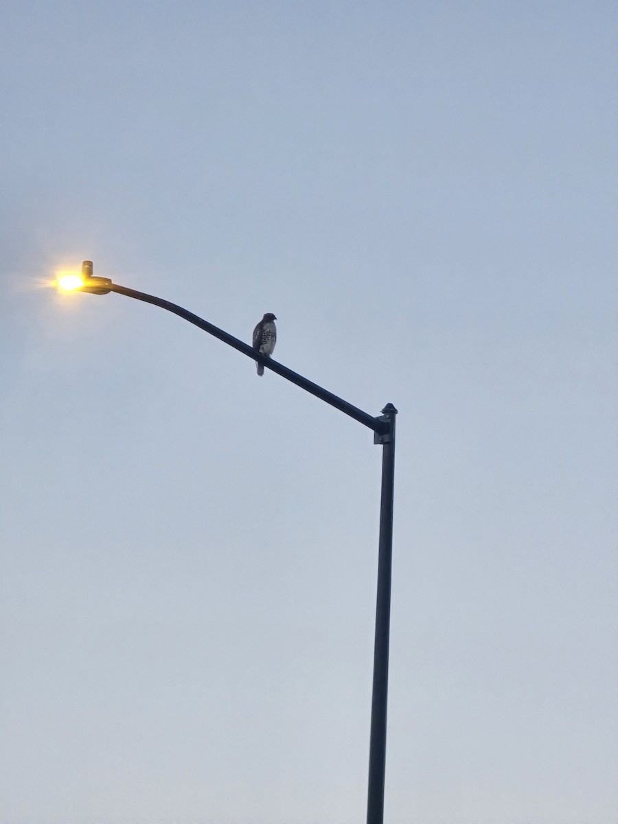 Red-tailed Hawk - ML646599991