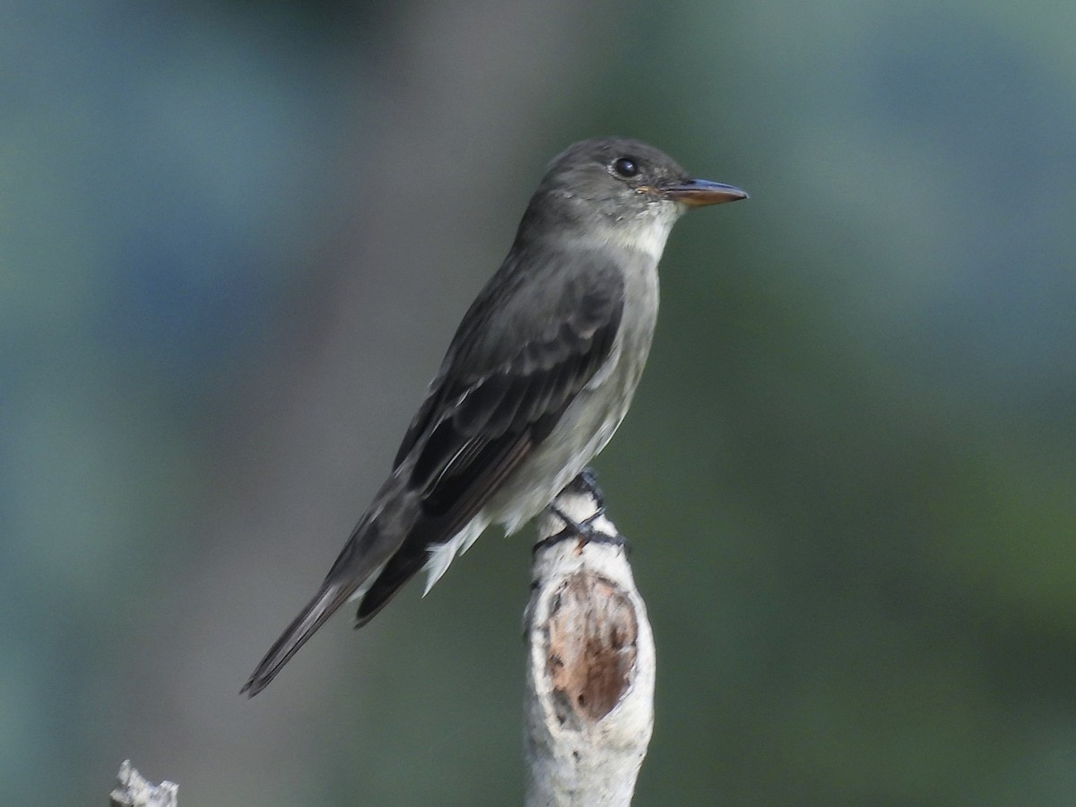 ナキヒタキモドキ - ML646599992