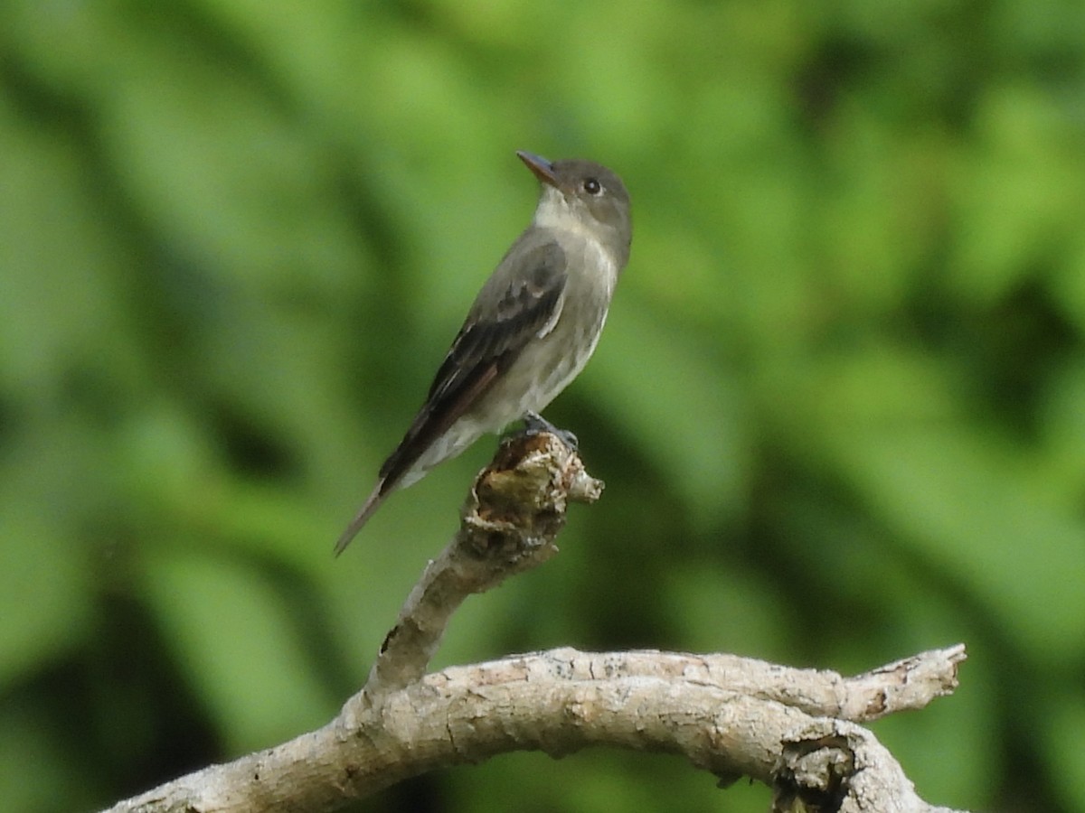 ナキヒタキモドキ - ML646599993