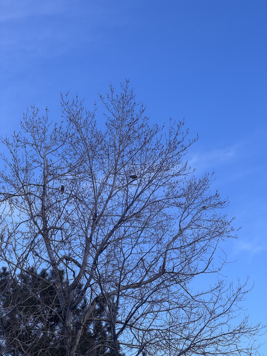 American Robin - ML646599994