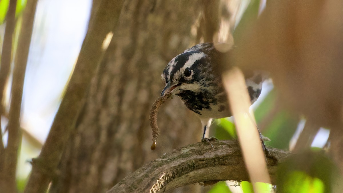 lesňáček černobílý - ML646599995