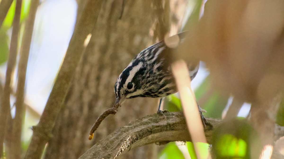 lesňáček černobílý - ML646599996