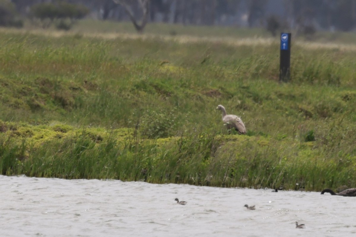 Cape Barren Goose - ML646600008