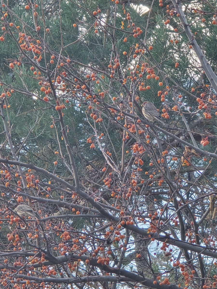 House Finch - ML646600016