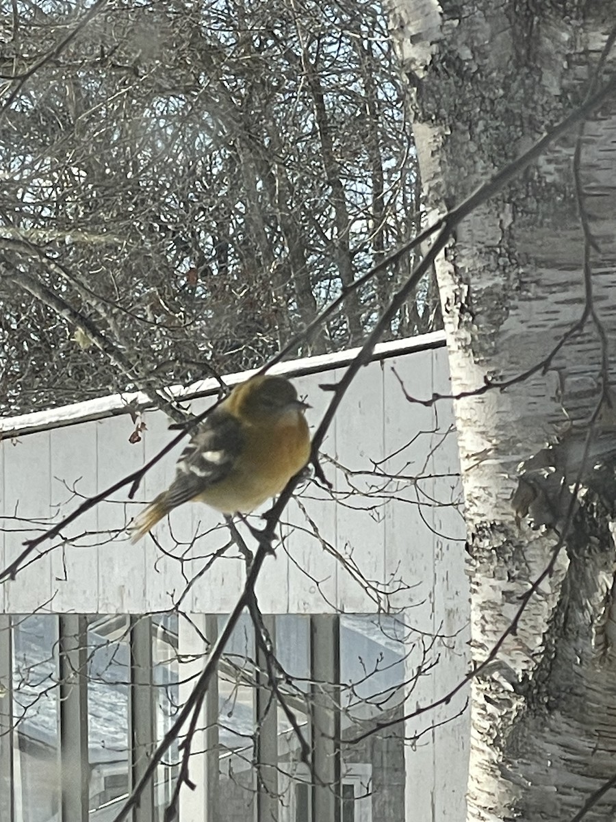 Baltimore Oriole - ML646600017