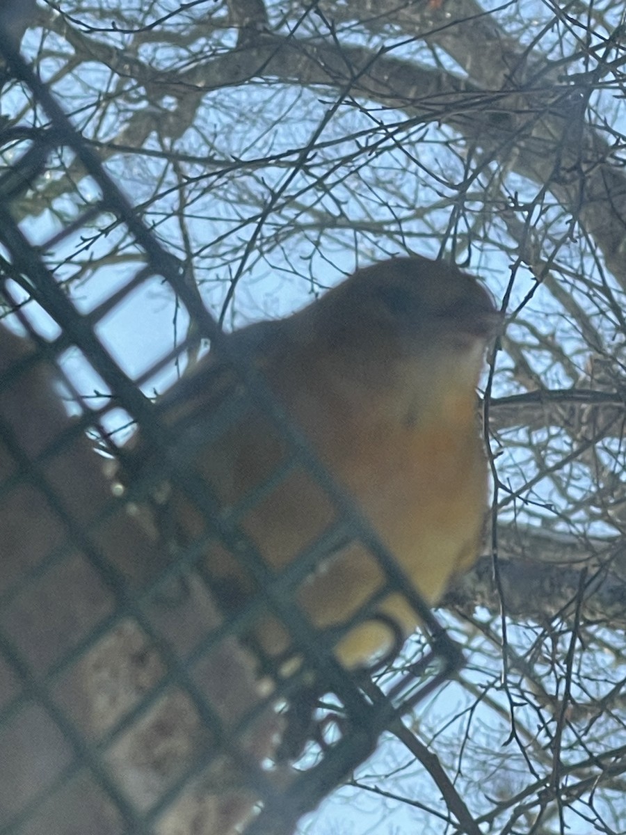 Baltimore Oriole - ML646600018