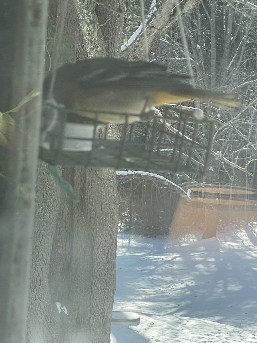 Baltimore Oriole - ML646600019