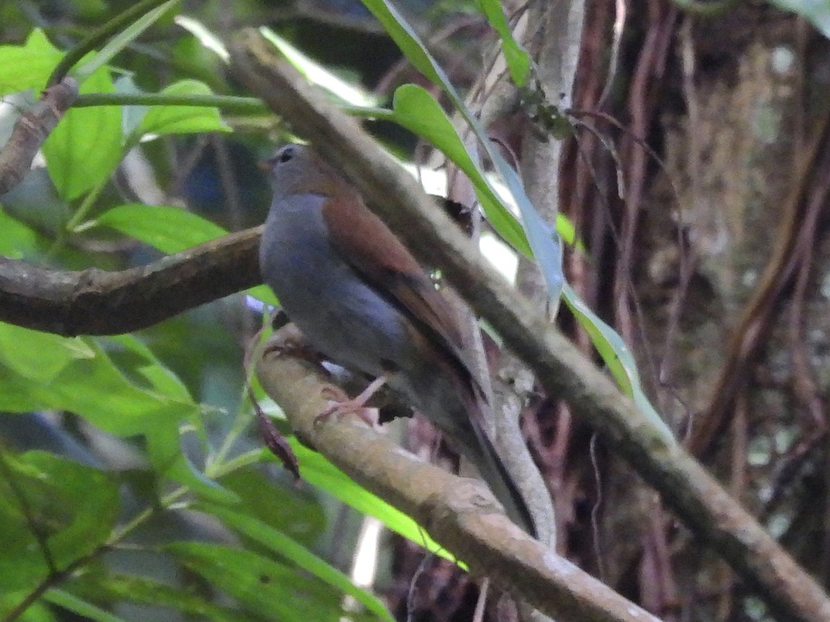 Andenklarino - ML646600020