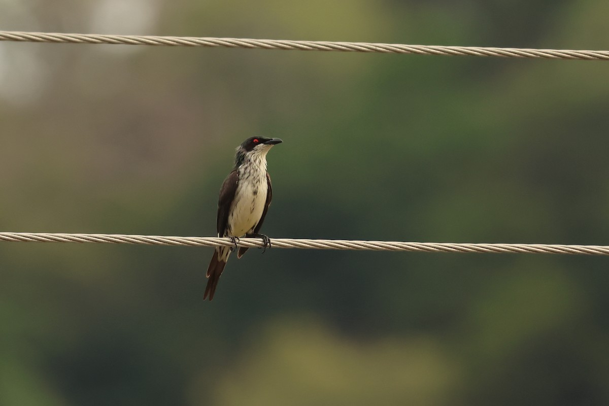 Metallic Starling - ML646600021