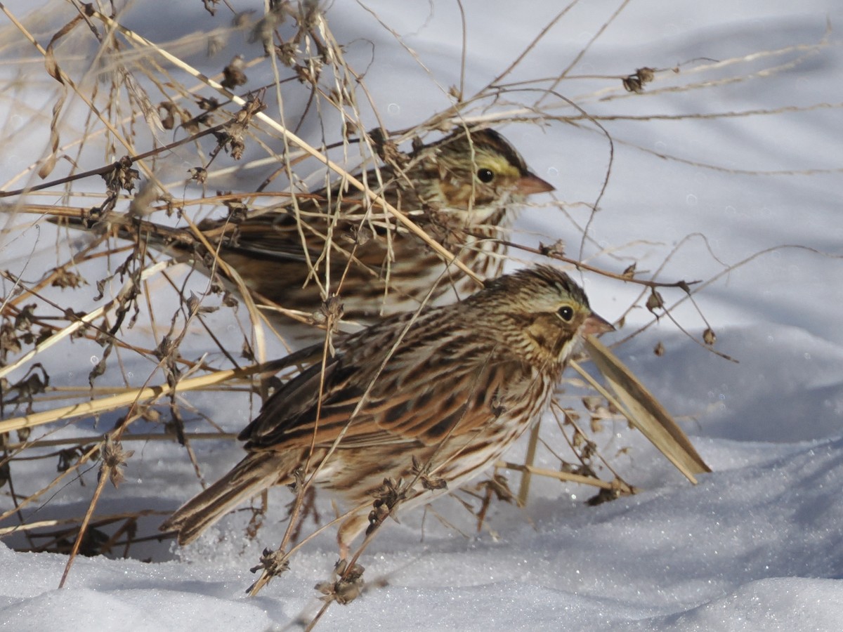サバンナシトド（sandwichensis グループ） - ML646600026