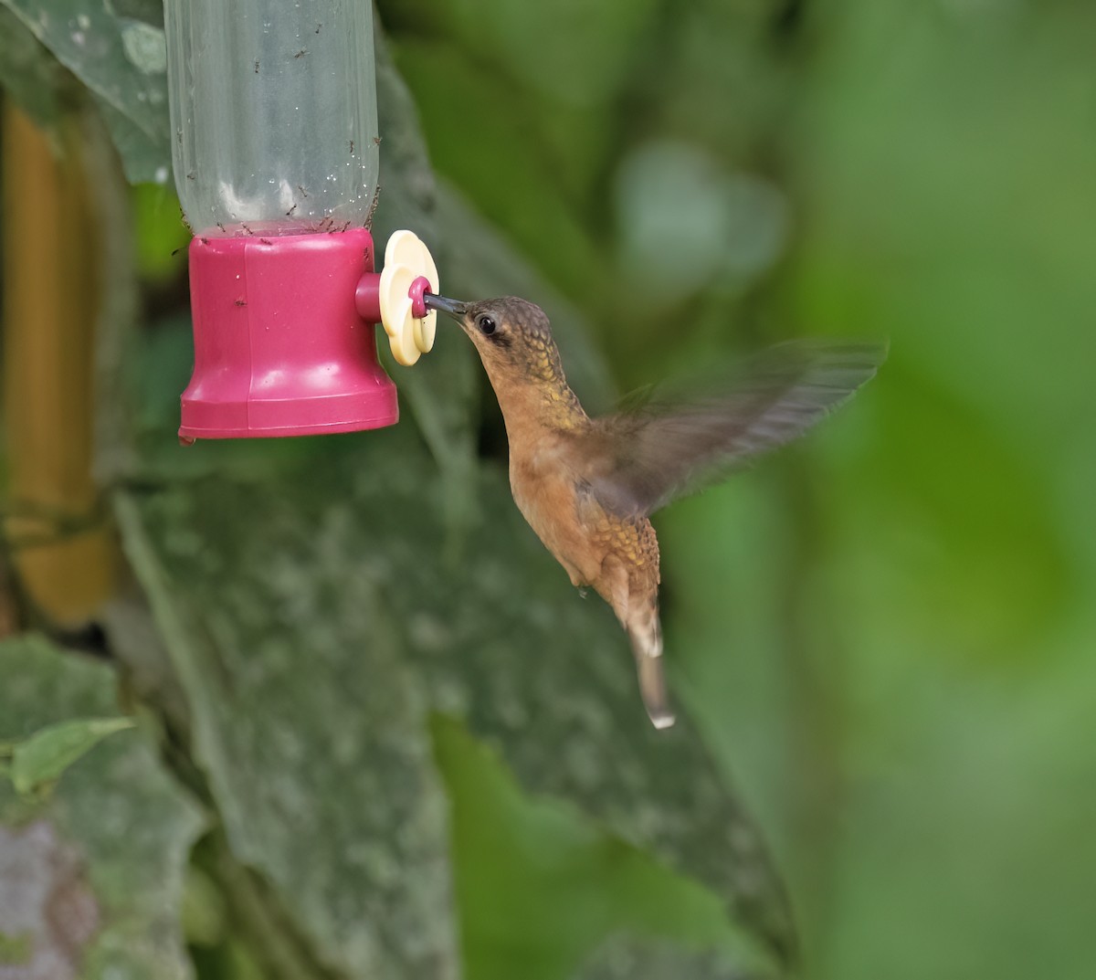 Bronzy Hermit - ML646600027