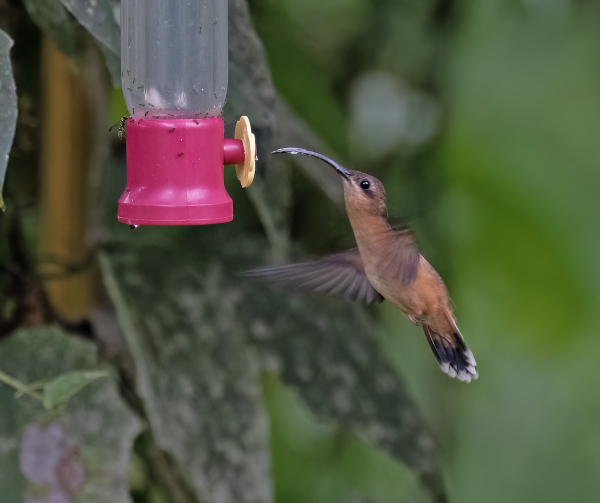 Bronzy Hermit - ML646600028