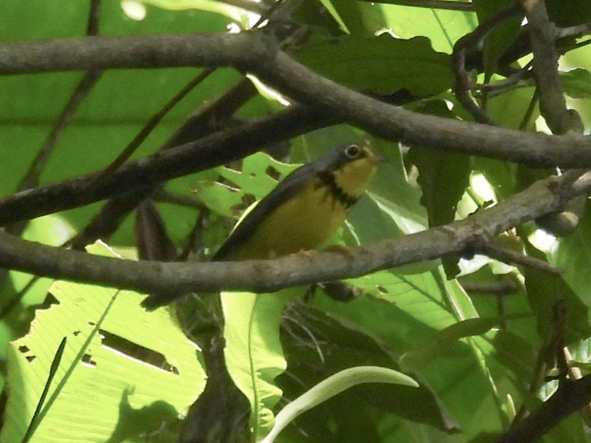 Paruline du Canada - ML646600029