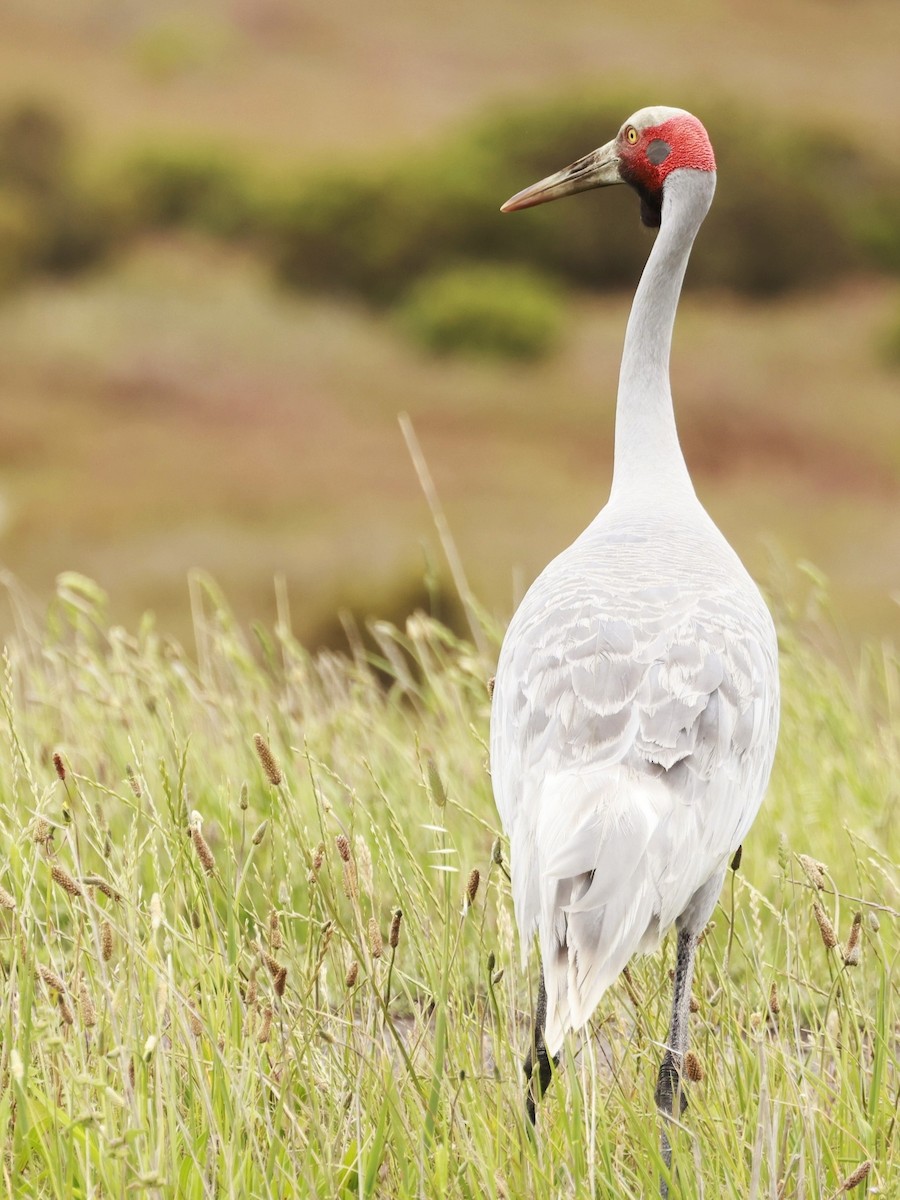 Brolga - ML646600037