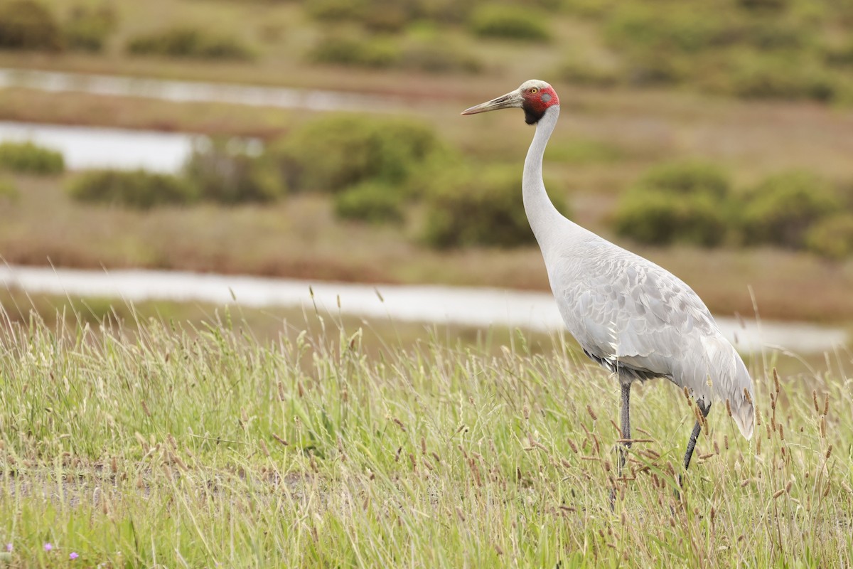 Brolga - ML646600038
