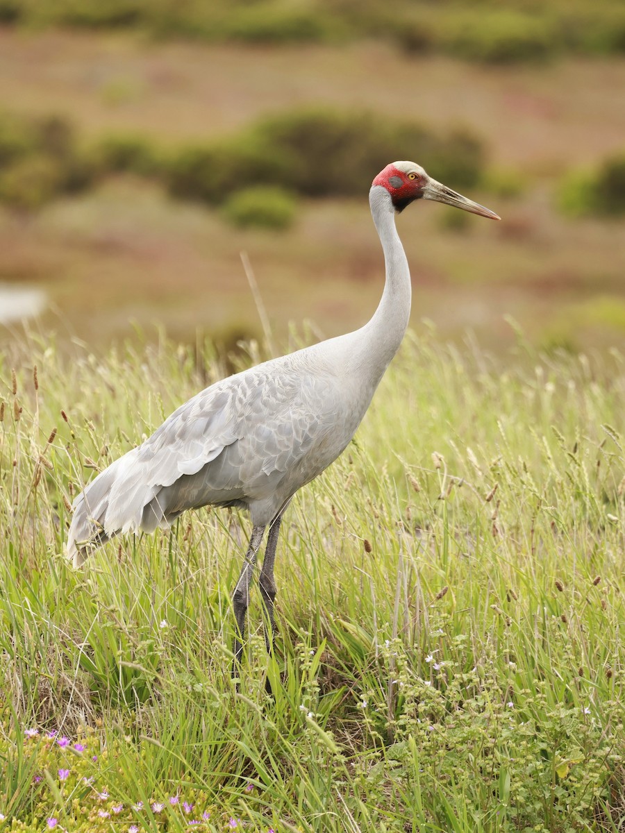 Brolga - ML646600039