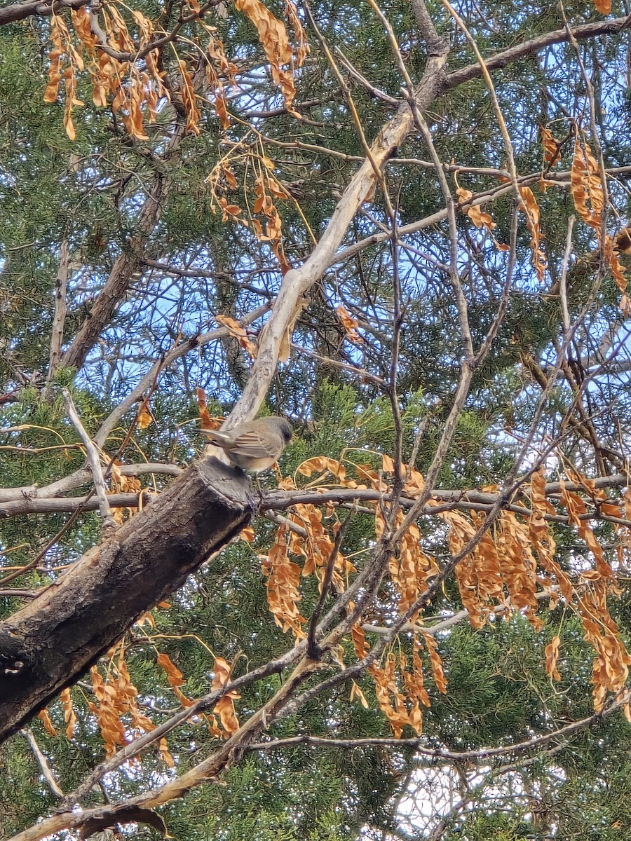 Dark-eyed Junco - ML646600040