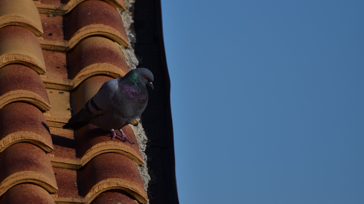 Rock Pigeon (Feral Pigeon) - ML646600042