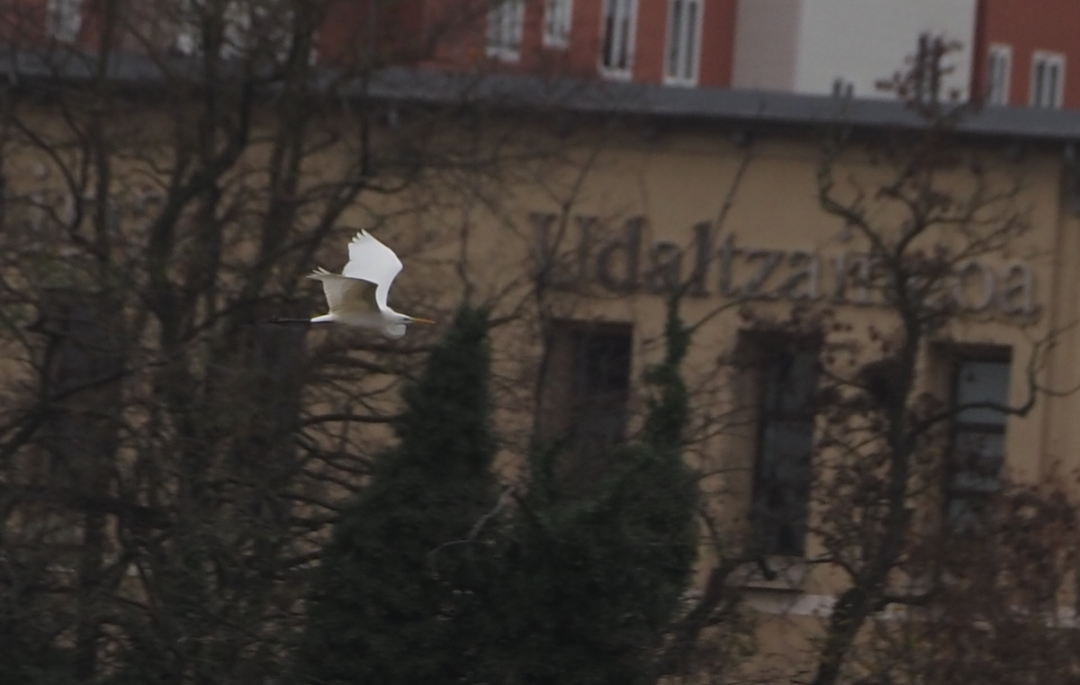 Silberreiher - ML646600050