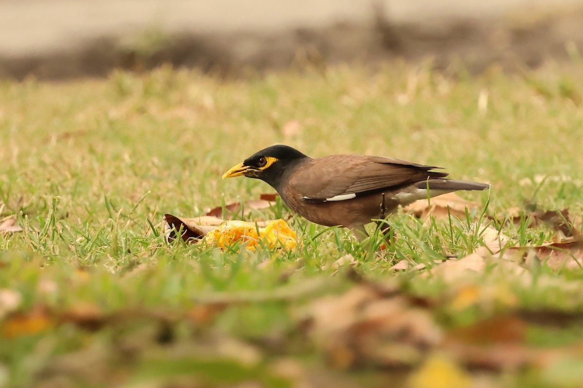 Майна - ML646600053