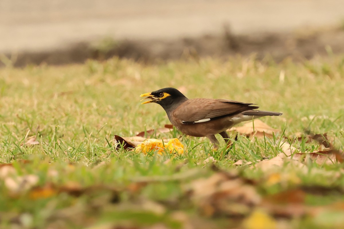 Майна - ML646600054