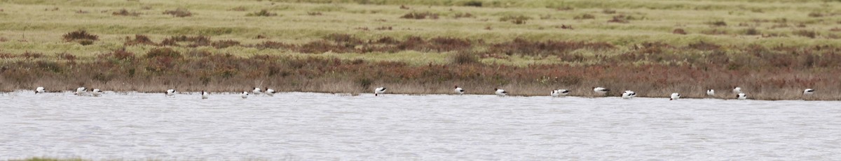 Red-necked Avocet - ML646600055