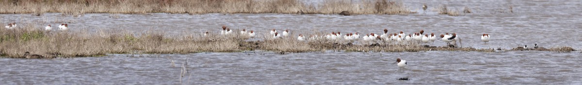 Red-necked Avocet - ML646600056