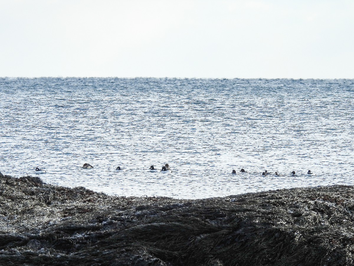 עבראש ירוק - ML646600058