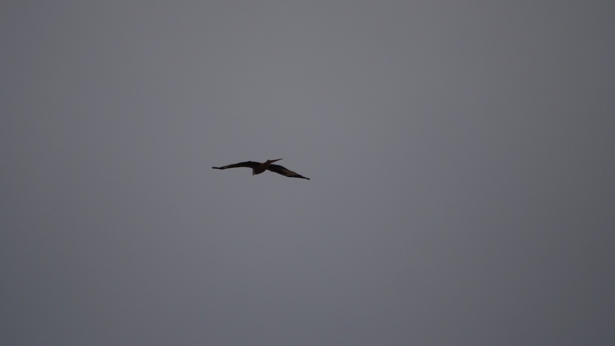 Red Kite - ML646600059