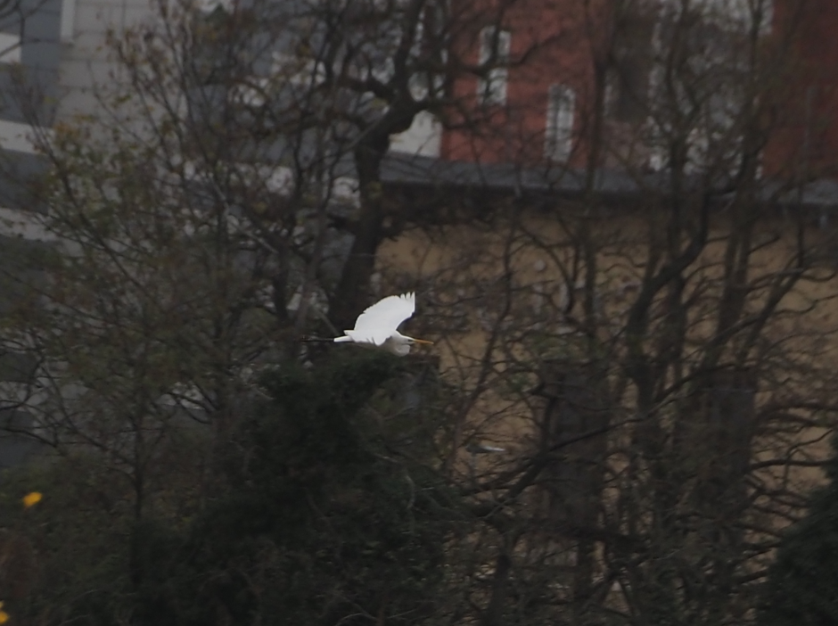 Silberreiher - ML646600063