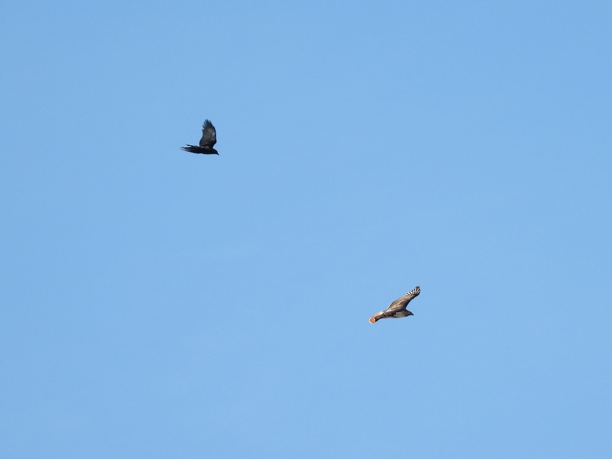 Red-tailed Hawk - ML646600070