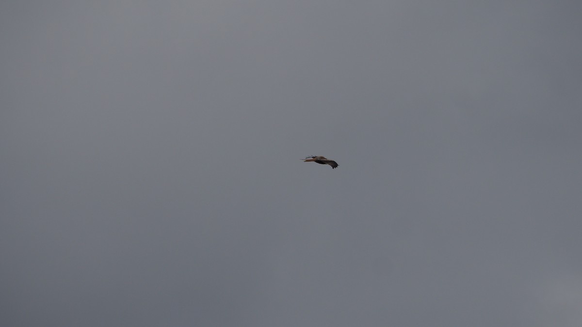 Red Kite - ML646600071